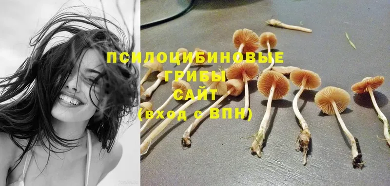 хочу наркоту  Вельск  Галлюциногенные грибы MAGIC MUSHROOMS 